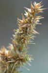 Awlfruit sedge